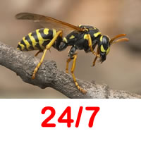 Birmingham Wasp Contrtol 24/7