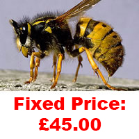 Wasp Nest Treatment Birmingham Fixed Price £45.00.