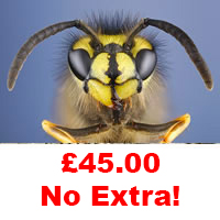 Birmingham Wasp Control £45.00 No Extra.